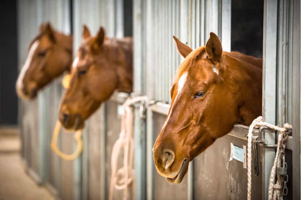 Stables
