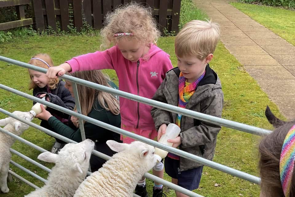 Lambs