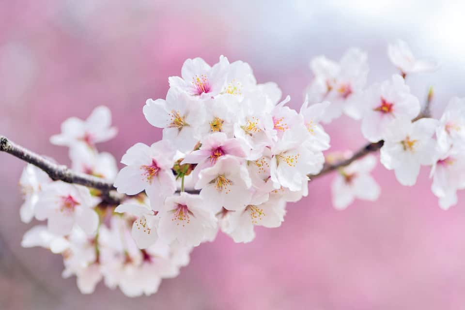 Spring Spring
