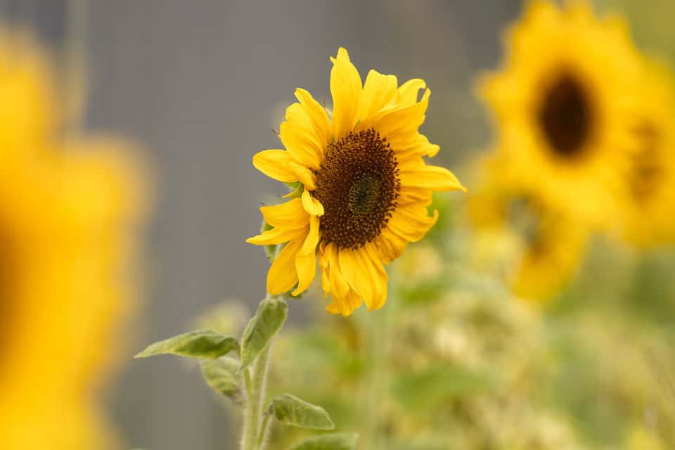 Sunflower