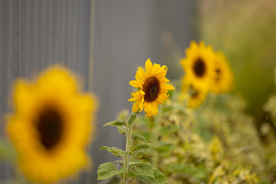 Sunflowers